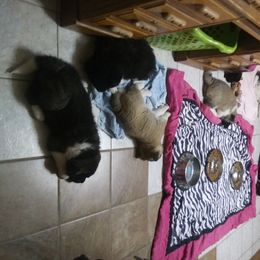 Akita Puppies from BleuMoon Akitas