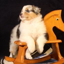 Australian Shepherd Puppies from Rockhill Australian Shepherds