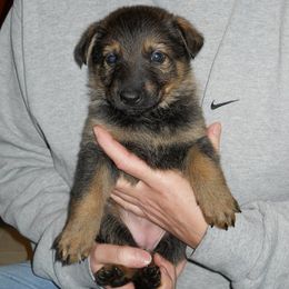 German Shepherd Puppies from Tatum Kennels