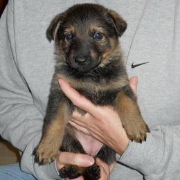 German Shepherd Puppies from Tatum Kennels