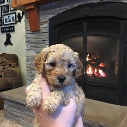 Labradoodle Puppies from Auburn Sky Labradoodles