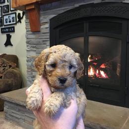 Labradoodle Puppies from Auburn Sky Labradoodles