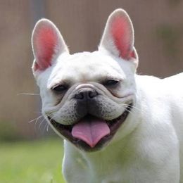 Gidget - French Bulldog