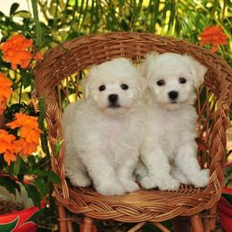  Puppies from The Blessed Bichons