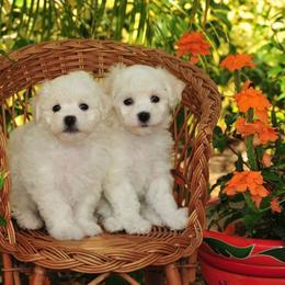  Puppies from The Blessed Bichons