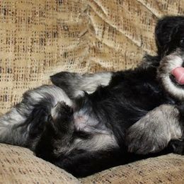 Miniature Schnauzer Puppies from Daniels Mini Schnauzers