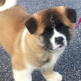  Puppies from Quantum Akitas