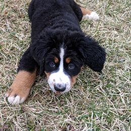 Bernese Mountain Dog Puppies from Zarah's Bernese Mountain Dogs