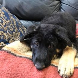 German Shepherd Puppies from Golden Breed German Shepherds