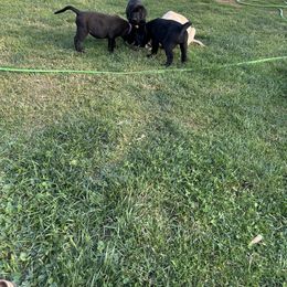 Labrador Retriever Puppies from Hunter’s Moon Retrievers