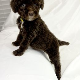 Ginger - Brown Poodle puppy in Grand Prairie, Texas from Dallas Paw Connect