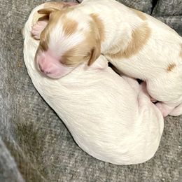 Bernedoodle and Cavapoo Puppies from Sugar Doodles Pups