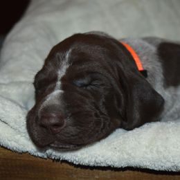 German Shorthaired Pointer Puppies from Ninemire Farm