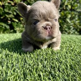 Chanel - Tricolors female French Bulldog puppy in San Diego, California from Hlop Frenchies LLC