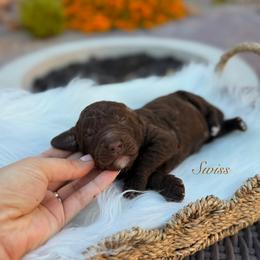 Swiss - Chocolate male Goldendoodle puppy in Las Vegas, Nevada from Dose of Doodles