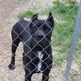 Pinky - Cane Corso