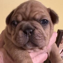 Girl 1 - Fawn female French Bulldog puppy in Litchfield, Ohio from Rock N’ Roll Frenchies