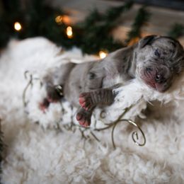 Great Dane Puppies from Pepper Mae Danes