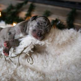 Great Dane Puppies from Pepper Mae Danes