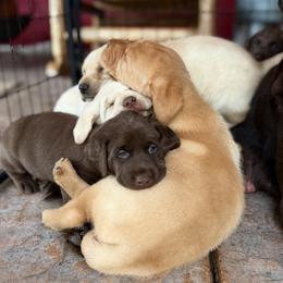 Labrador Retriever Puppies from Knotty Creek Labradors