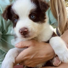 Australian Shepherd Puppies from Page Family Homestead