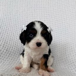 Stormy - Tri-color female Cavalier King Charles Spaniel puppy in Katy, Texas from True Heart Cavaliers llc