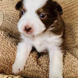 Female red Tri - Red tri female Toy Australian Shepherd puppy in Oklahoma City, Oklahoma from Faith River Aussies