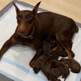 Female 3 - Red and rust female Doberman Pinscher puppy in Moreno Valley, California from House of Paws & Co.
