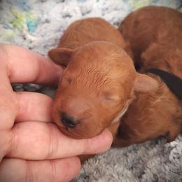 Stanley - Red Mini Poodle Raised in Home - Red  male Poodle puppy in Falcon, Missouri from Cedar House Heritage Poodles | AKC Toy & Miniature Poodle Puppies Raised in Home