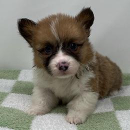 Orion (sable bluie fluffy) - Sable and white male American Corgi puppy in Waco, Texas from The Comma Corgis