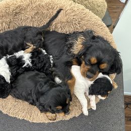 Cavapoo and Lagotto Romagnolo Puppies from Raven Meadow Ranch
