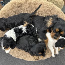 Cavapoo and Lagotto Romagnolo Puppies from Raven Meadow Ranch