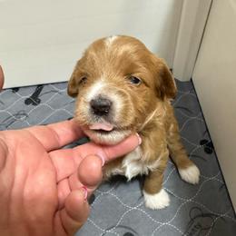 Blitson (Green) - Red  male Goldendoodle puppy in Newaygo, Michigan from West Michigan Doodles and Poodles