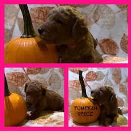 Girl 4 - Red  Poodle puppy in Knoxville, Tennessee from A Goldendoodle Dream