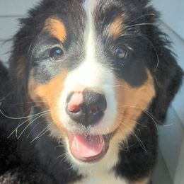 Koda - Tri-color female Bernese Mountain Dog puppy in Shiloh, Georgia from Doodle Mountain