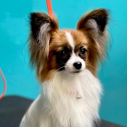 Chihuahuas and Papillons from Torro Chihuahuas