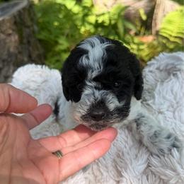 Wendy - Parti female Goldendoodle puppy in Cherry Tree, Pennsylvania from Plum Creek Acres Next Generation