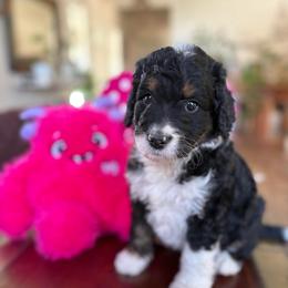 Cuddles - Tri-color female Bernedoodle puppy in Carlotta, California from Lost Coast Bernese Mountain Dogs