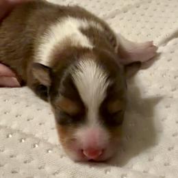 FLASH - male Sporty Mix puppy in Livonia, Michigan from M7’s Shelties, Toonies & AussieDoodles