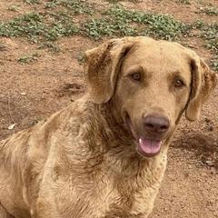 Annie - Chesapeake Bay Retriever