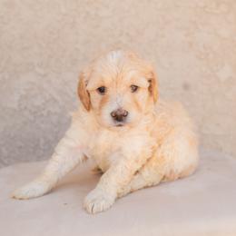 Aussiedoodle and Goldendoodle Puppies from Ever After Doodles Arizona