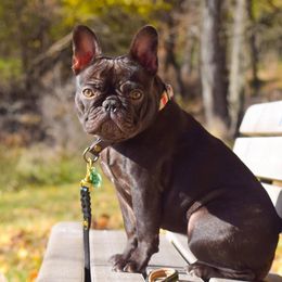 Denver Scully - French Bulldog
