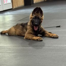 German Shepherd Puppies from Jagermeister German Shepherds