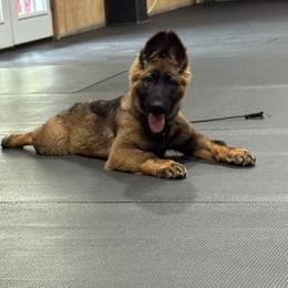 German Shepherd Puppies from Jagermeister German Shepherds