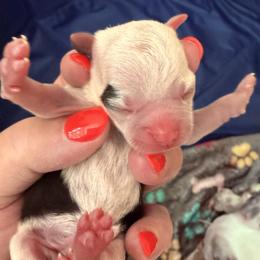 Boy 3 - male Chihuahua puppy in Massachusetts, Massachusetts from Boston Chi Chis