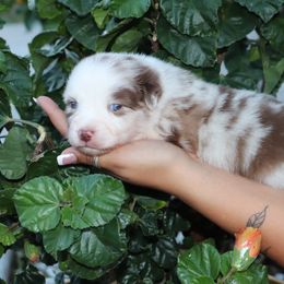 Rex - Red merle male Miniature Australian Shepherd puppy in Goliad, Texas from Sassy Lil Aussies and Diamond W Poodles
