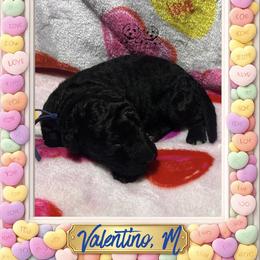 Valentino - Black male Goldendoodle puppy in Simpsonville, South Carolina from D & D Golden Doodles, LLC
