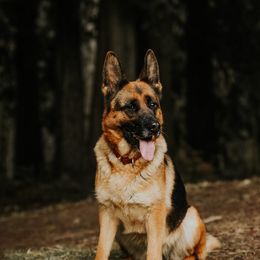 Alpha - German Shepherd
