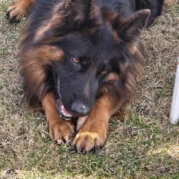 Ranger - German Shepherd