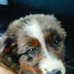 Australian Shepherd Puppies from Timber Creek Aussies